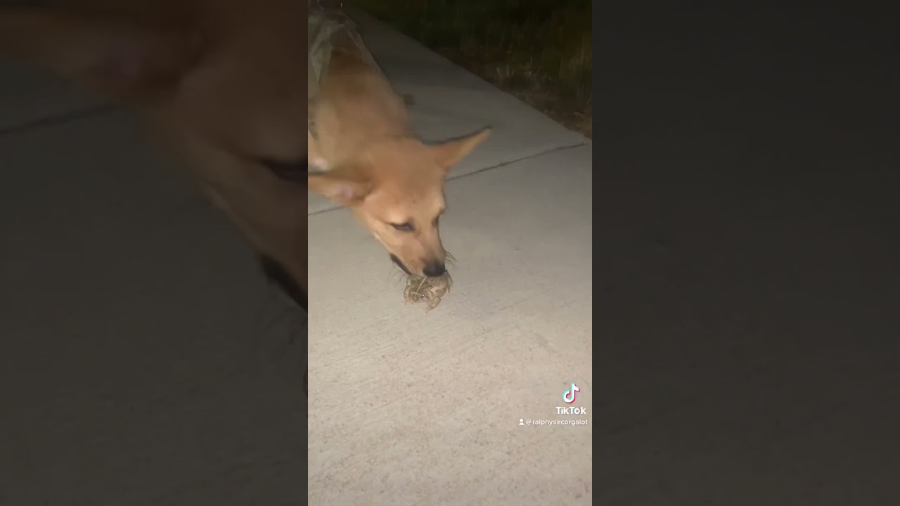 “Dumb Ways to Die” - Tangerine Kitty 