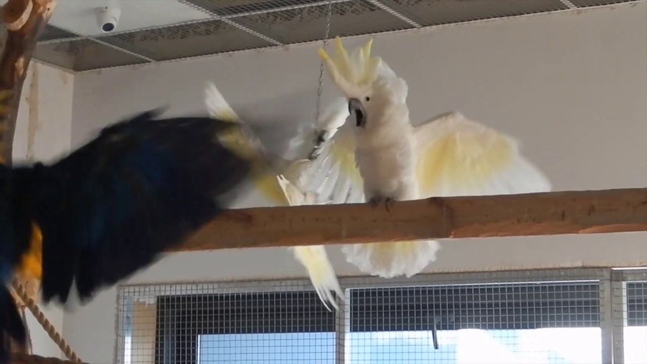 cockatoo parrot difference personality cockatoo parrot difference personality
