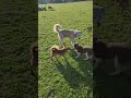 Puppy Sheep transhumance