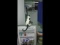 Cat riding refrigerator