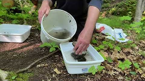 Macroinvertibrates Part1: Stream Sampling!