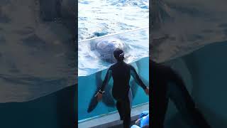 アクリル前のラビーが可愛すぎた♥ #Shorts #鴨川シーワールド #シャチ #Kamogawaseaworld #Orca #Killerwhale
