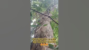 CÂY RỪNG ĐỘC LẠ HIẾM GẶP TRÊN TÂY NGUYÊN HÙNG VĨ.