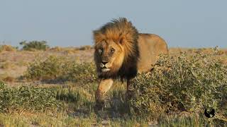 NAMIBIA 2024 | THE LION KING | ETOSHA NATIONALPARK