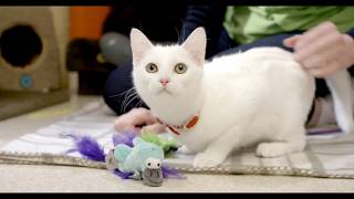 RSPCA Tango's Cat Hotel