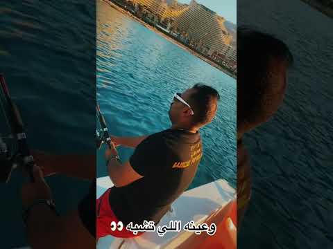       ميمو الدولى سيد الجمال قريبا