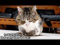 液体化したねこは何リットルか？-How many liters is Liquid Maru?-