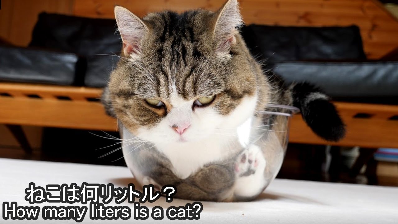 まるです。 まるです12。-I am Maru 12.- - YouTube
