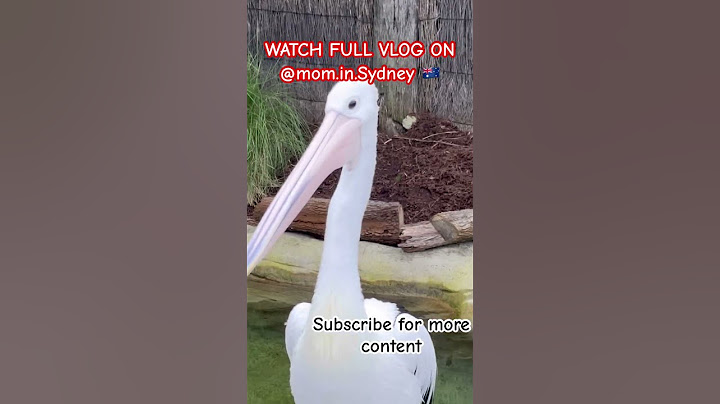 Australia zoo subscribe for more content #mom.in.sydney#momlife#zoo#australia#viralshort #reelsvideo