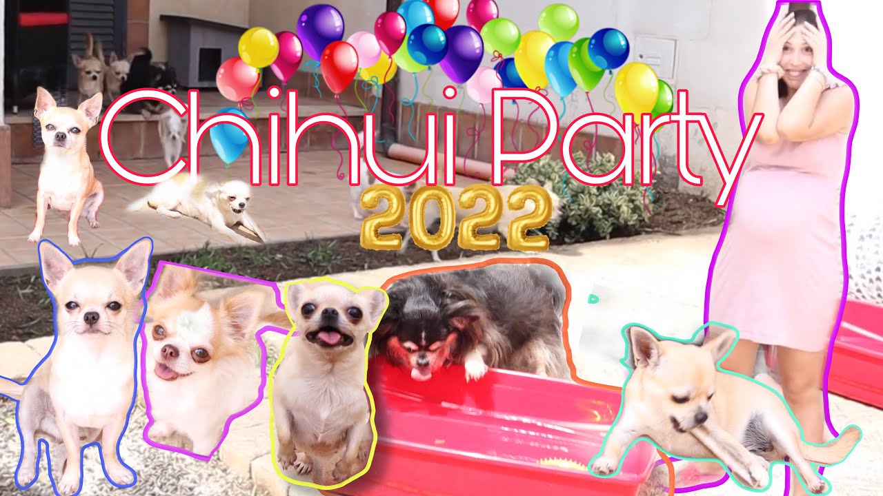 CHIHUAHUA IN PISCINA pool party 2022 YouTube