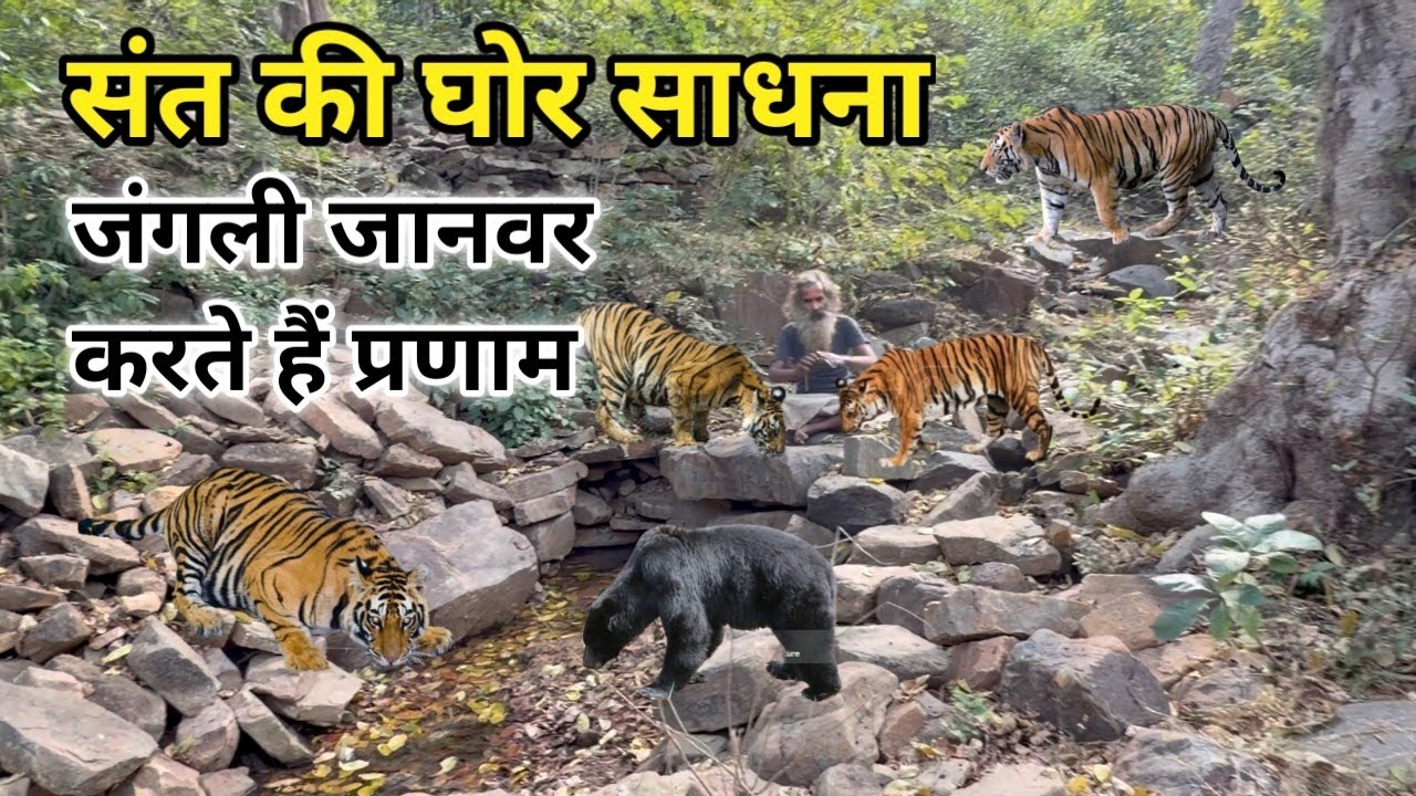 संत की घोर साधना जंगली जानवर करते हैं प्रणाम बनाया सुंदर भोजन प्रसादी 