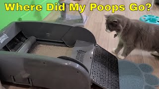 Tiny Cat Curious On His New Automatic Litter Box by Tiny Millionaire 367 views 2 years ago 1 minute, 12 seconds