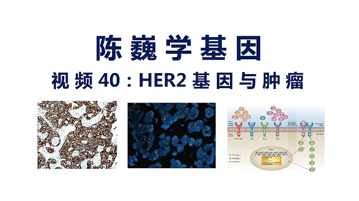 【陈巍学基因】视频40：HER2基因与肿瘤 - 天天要闻