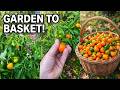 Harvesting My Sweet Backyard Capsicums - So Crunchy!