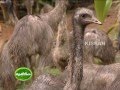 Program on yamu and ostrich rearing