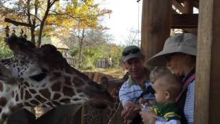 Feeding giraffe
