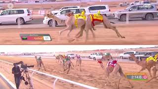 ش7 سباق المفاريد (عام) مهرجان ولي العهد بالمملكة العربية السعودية 10-8-2021م
