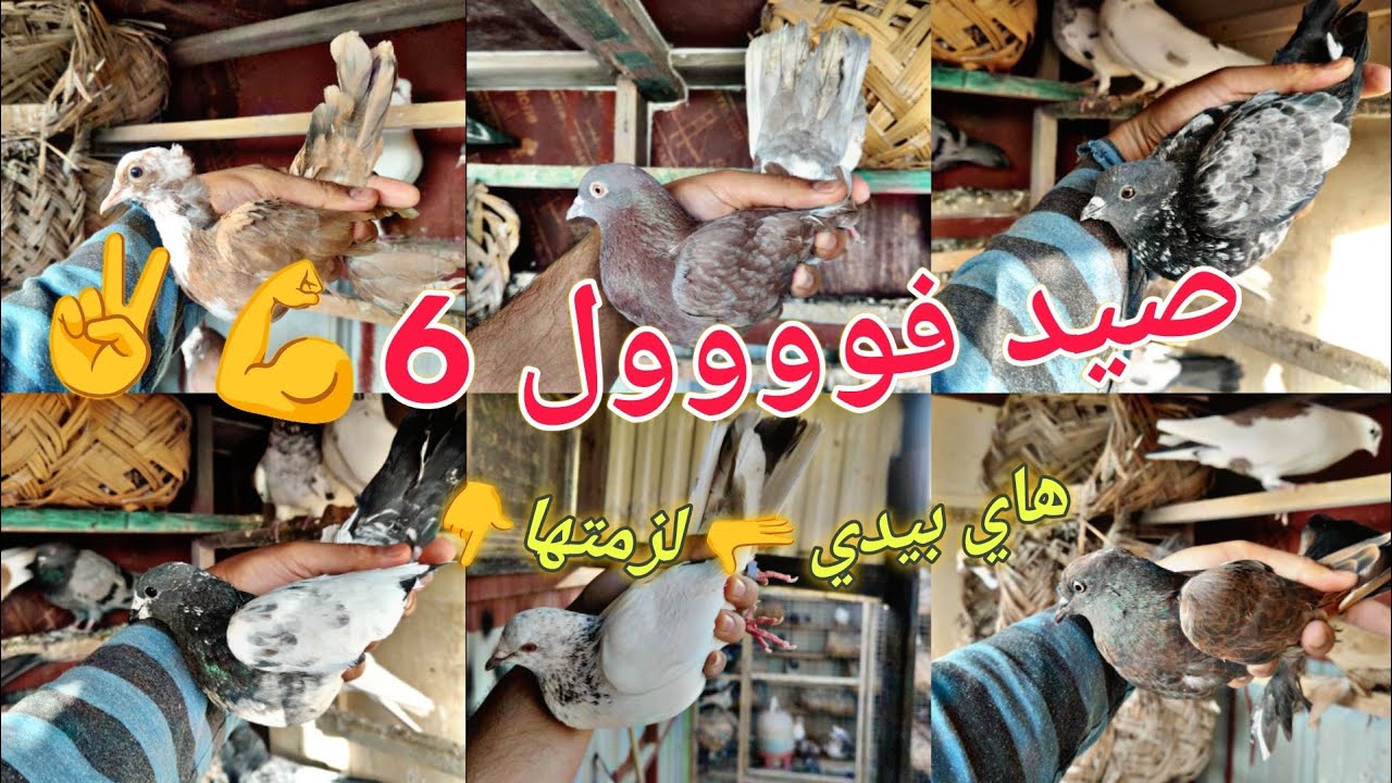 صيد سداسي 6💪شذريه بيدي لزمتها✌️