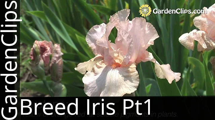 Iris Genetics and Hybridizing with Dr. Kenneth Kid...