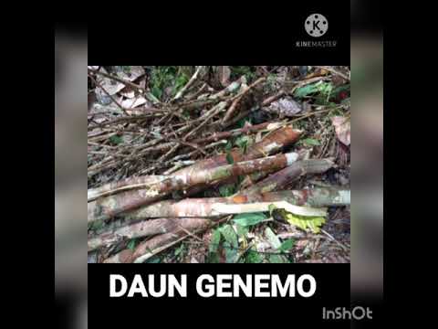 Berburu serat kayu genemo dihutan untuk buat noken asli ala suku Mee Papua