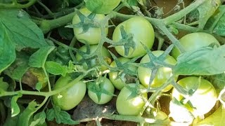 تنمو الطماطم بسرعة وتحتوي على الكثير من الثمار شاهد كيف تحصل على حجم طماطم كبير وثمار بغزاره??