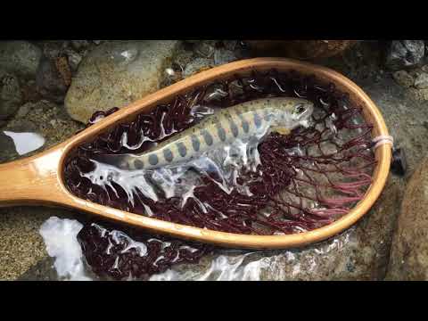 Fly fishing Japan beautiful Amago trout and beautiful river