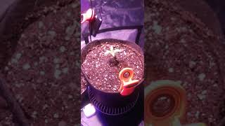 Start of 4x4 indoor grow.