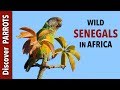 Senegal parrots  wild in the gambia  discover parrots