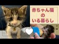 赤ちゃん猫の育児日記 Baby Cat Parenting Diary
