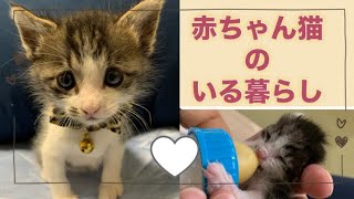 赤ちゃん猫の育児日記 Baby Cat Parenting Diary