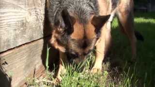 German Shepherd - SONY HDR-CX150 - Full HD Test 01 by Heavy Haul TV 121,069 views 14 years ago 3 minutes, 9 seconds