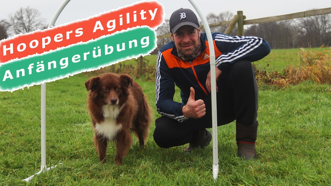 Hoopers Agility - So lernt dein Hund ganz EINFACH Hoops kennen