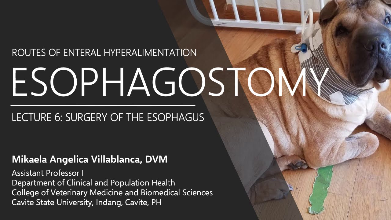 Lecture 6.7 Esophagostomy I YouTube
