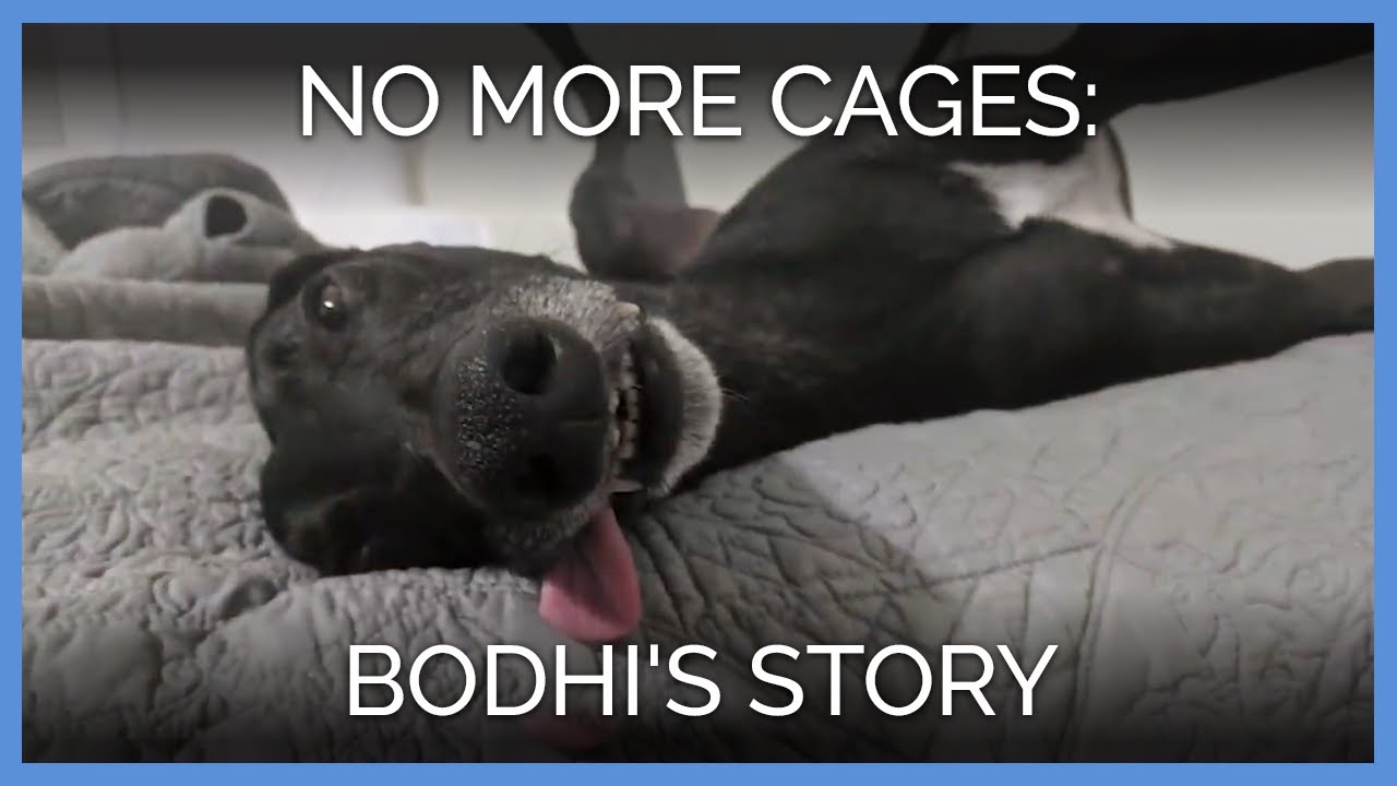 petals and roots No More Cages for This Rescued Greyhound!