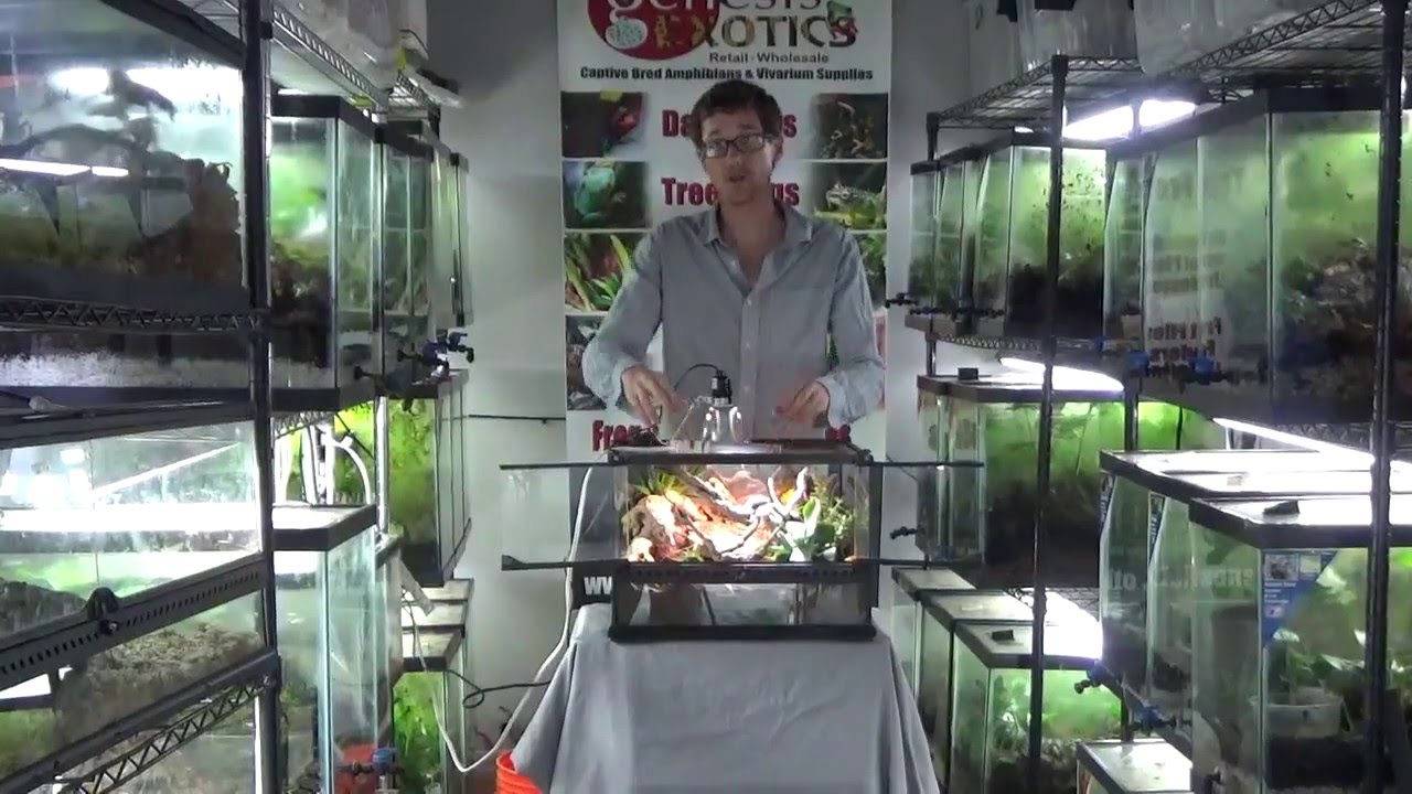 isopod bahaya Bearded Dragon, Leopard Gecko or desert reptile all natural vivarium. Go BioActive!