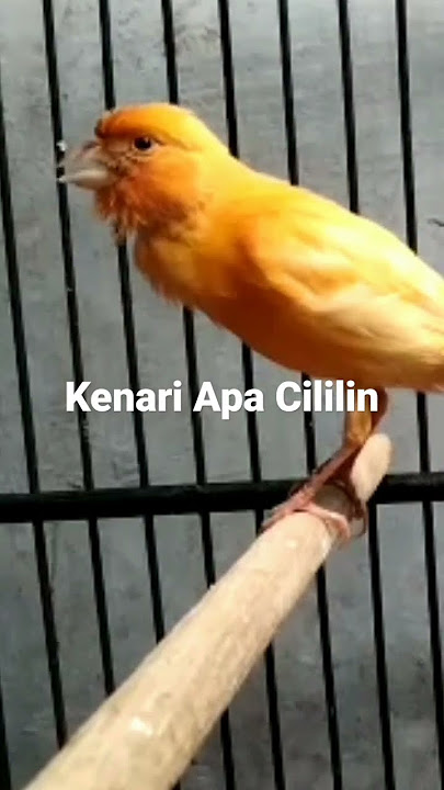 kenari isian cililin