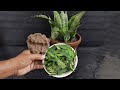 How to Make Organic Liquid Fertilizer from Neem Leaf, Cow Dung and Lemon for any Plant