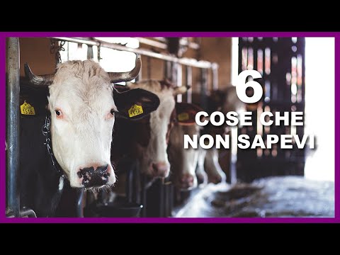 Video: Perché Una Mucca Ha Il Latte Come L'acqua: Ragioni