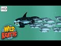 Wild Kratts |Brothers Swim With The Fish|NATURE