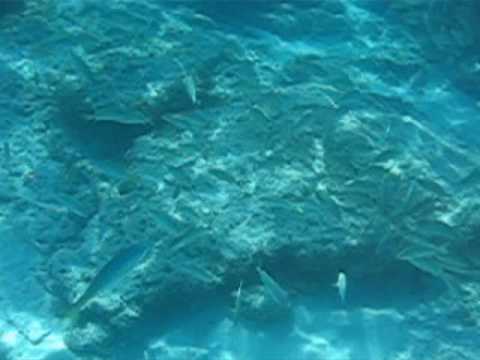 stirrup cay great bahamas snorkeling