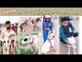 Episode 152  dogs mandi in pakistan 28042024  dogs market  aj kafe dogs ay mandi mai  mubashir