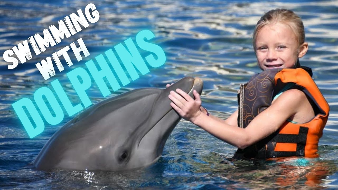 The Best Place to Swim with Dolphins in Florida Marineland Dolphin