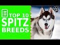 Top 10 Best Spitz Dog Breeds Dogs 101 Top 10 Best Spitz Dog Breeds Dogs 101