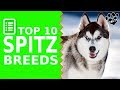 Top 10 Spitz Dog Breeds Dogs 101 - TopTenz の動画、YouTube動画。