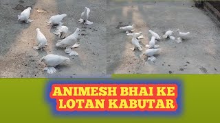Animesh Bhai Ke Lotan Kabutar. SANJIVANI PIGEON. 100%Breeding Loft.