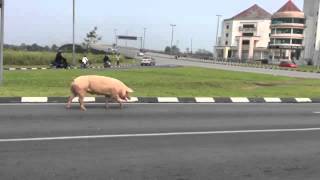 Babi Terlepas Di Jalan