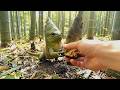 【衝撃映像】日本の山奥にある「龍の里」へ潜入取材!独自の進化をした幻の龍たちとの遭遇記録【4K癒しASMR】