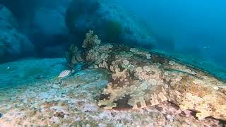 Scuba diving Sydney Magic Point dive fish school shark cuttlefish best dive site