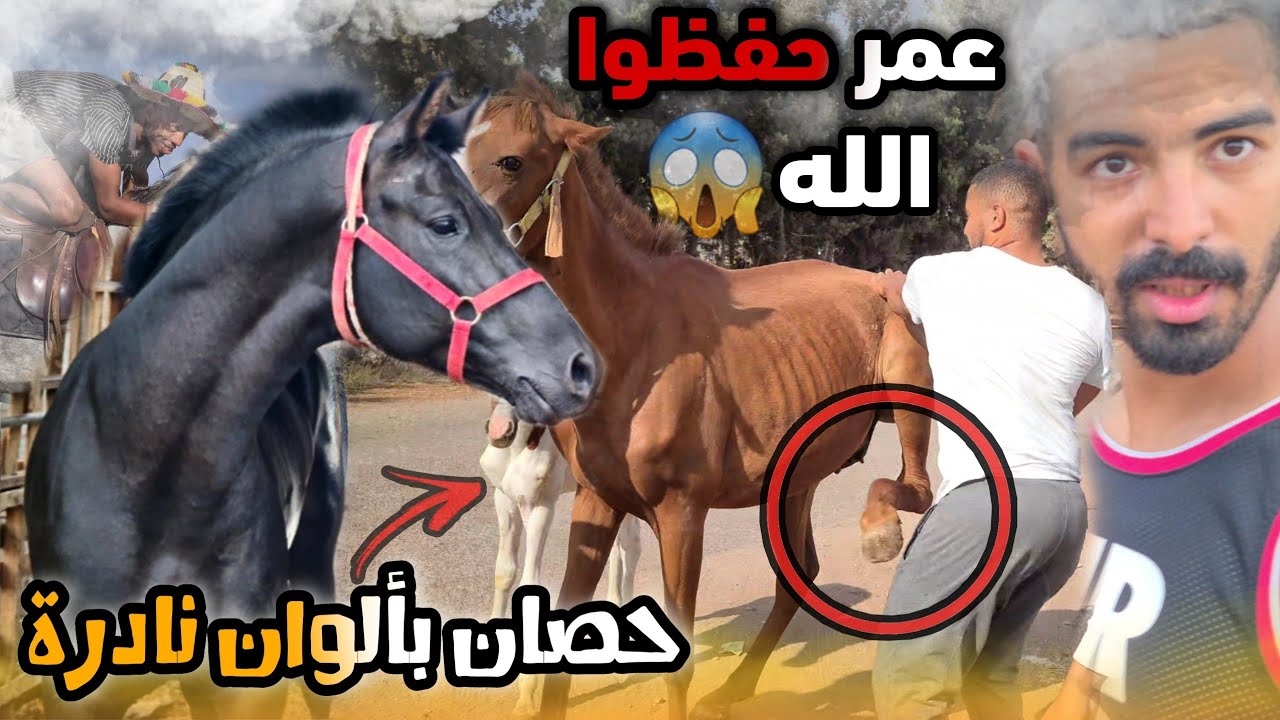 شريت حصان له لون نادر جدا😱 ولفرس لمعذبة أصبحت في صحة جيدة مفاجئة هي تحدي صعب لرفع علي عماد والعربي 🤔