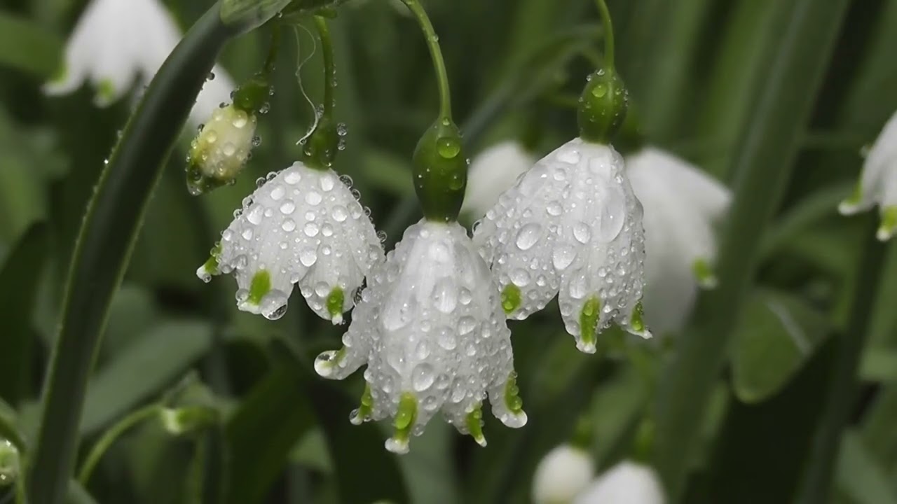 Spring Calm Guitar & Piano – Soft Relaxing Music for Mind & Soul  42 Minutes